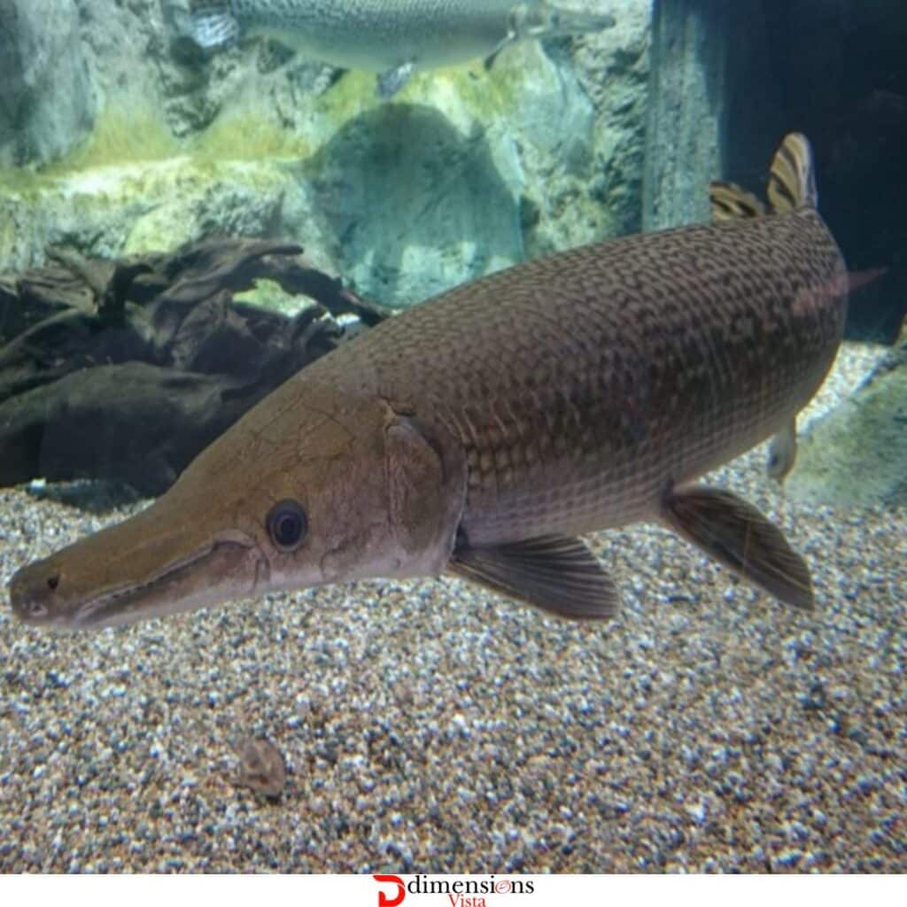 Alligator Gar 10 feeet