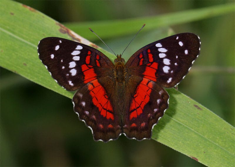 Butterfly Species 3 inches