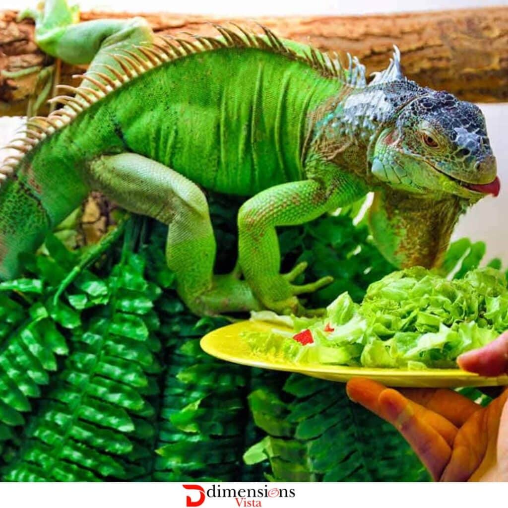 Green Iguana 20 inches