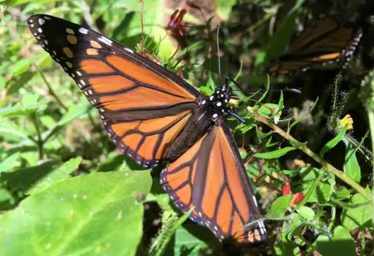 Monarch Butterfly 10cm