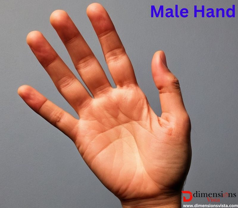 Male Hand 8 inches