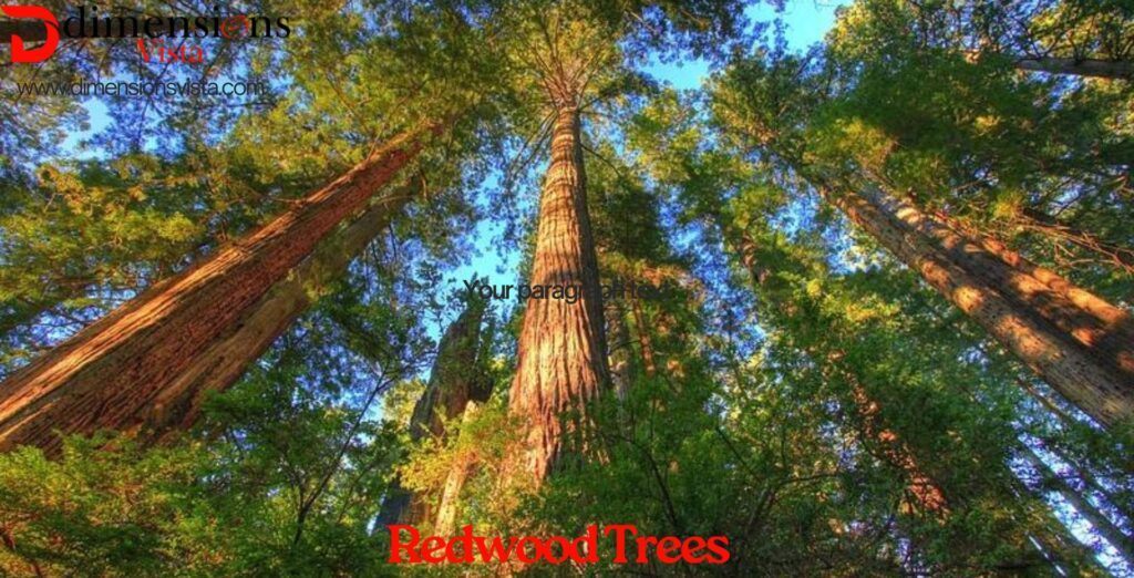 Redwood Trees