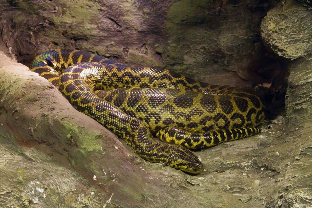 Reticulated Python 5 meter long