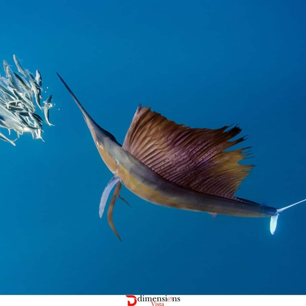 Sailfish