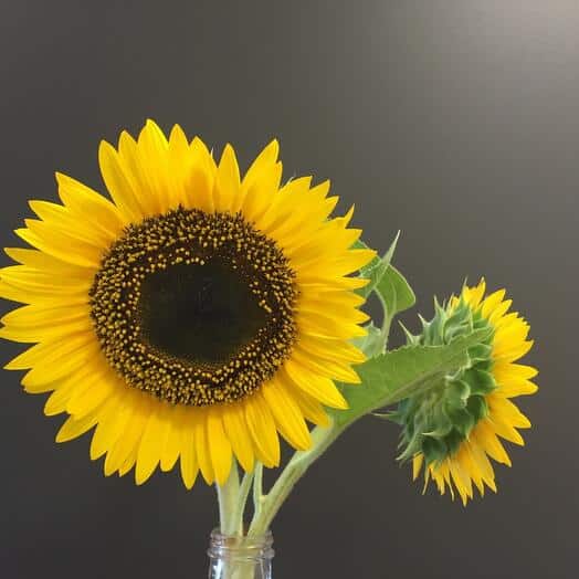 Sunflower Head 10 cm