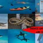 things and animals that are 10 feet long