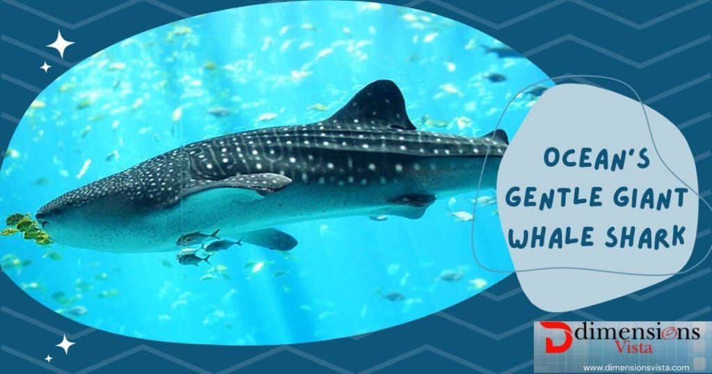 Whale Shark 50 feet