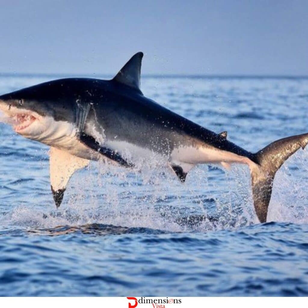 White Shark 10 feet