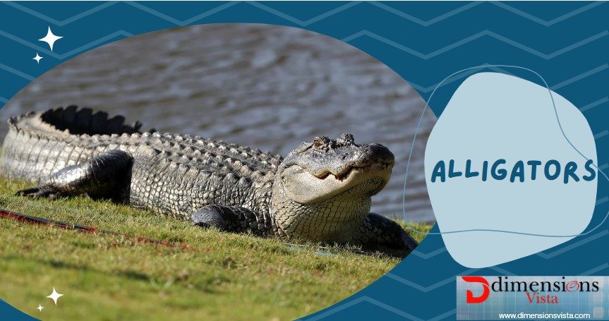 alligator 50 feet