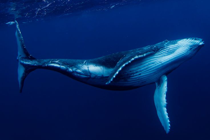 blue whale 30 feet long