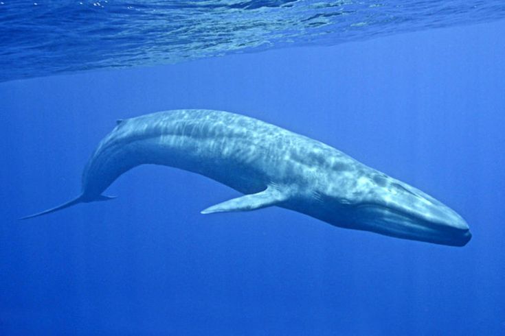 blue whale