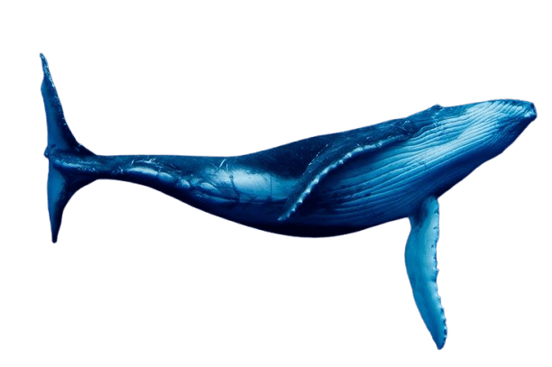 blue whale 10 meters