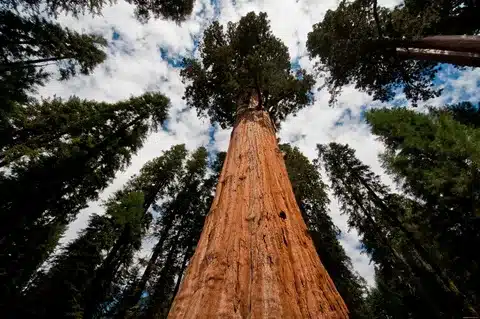 redwood trees 80 feet