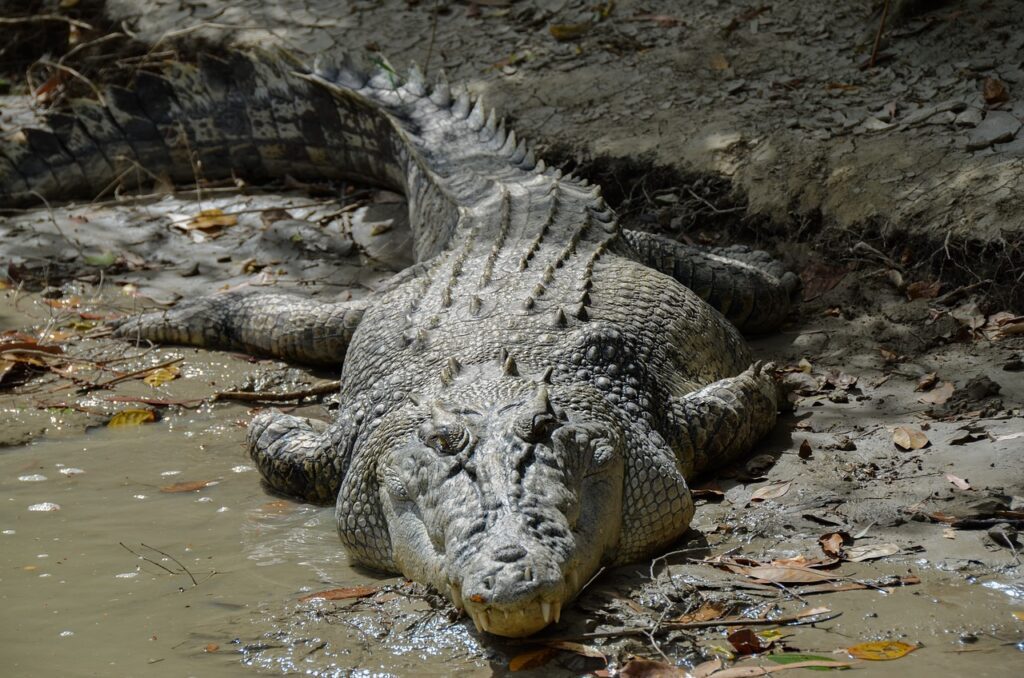 crocodile 5meter long