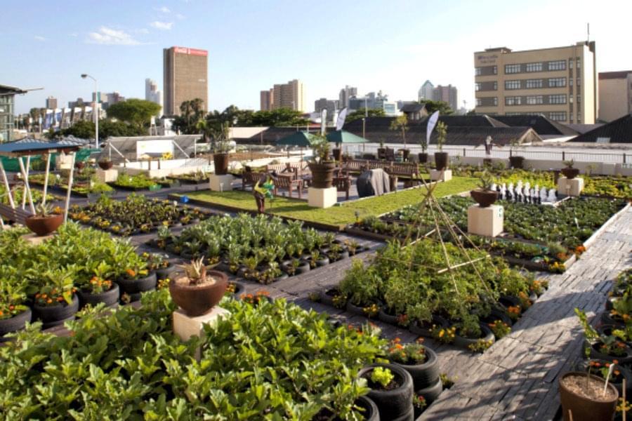 Urban Garden Plot