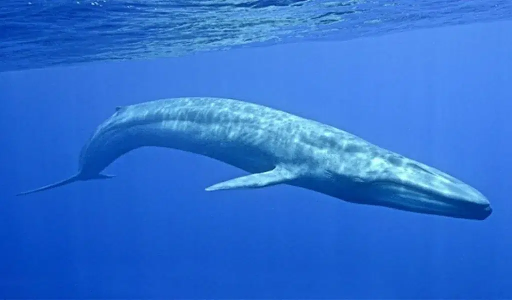 Illustration of a blue whale, measuring up to 30 meters long, offering a comparison to 40 meters.