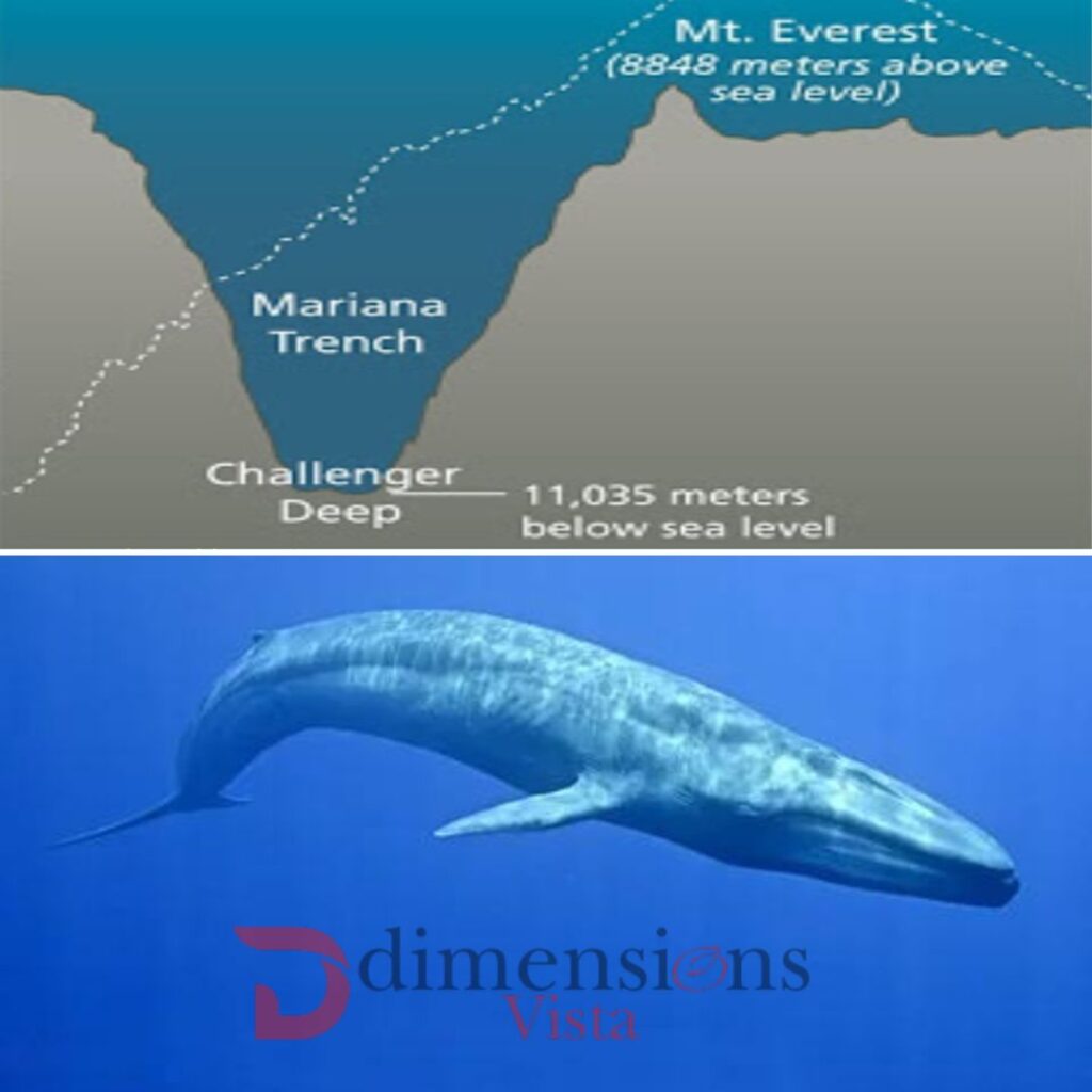 Mariana Trench and blue whales