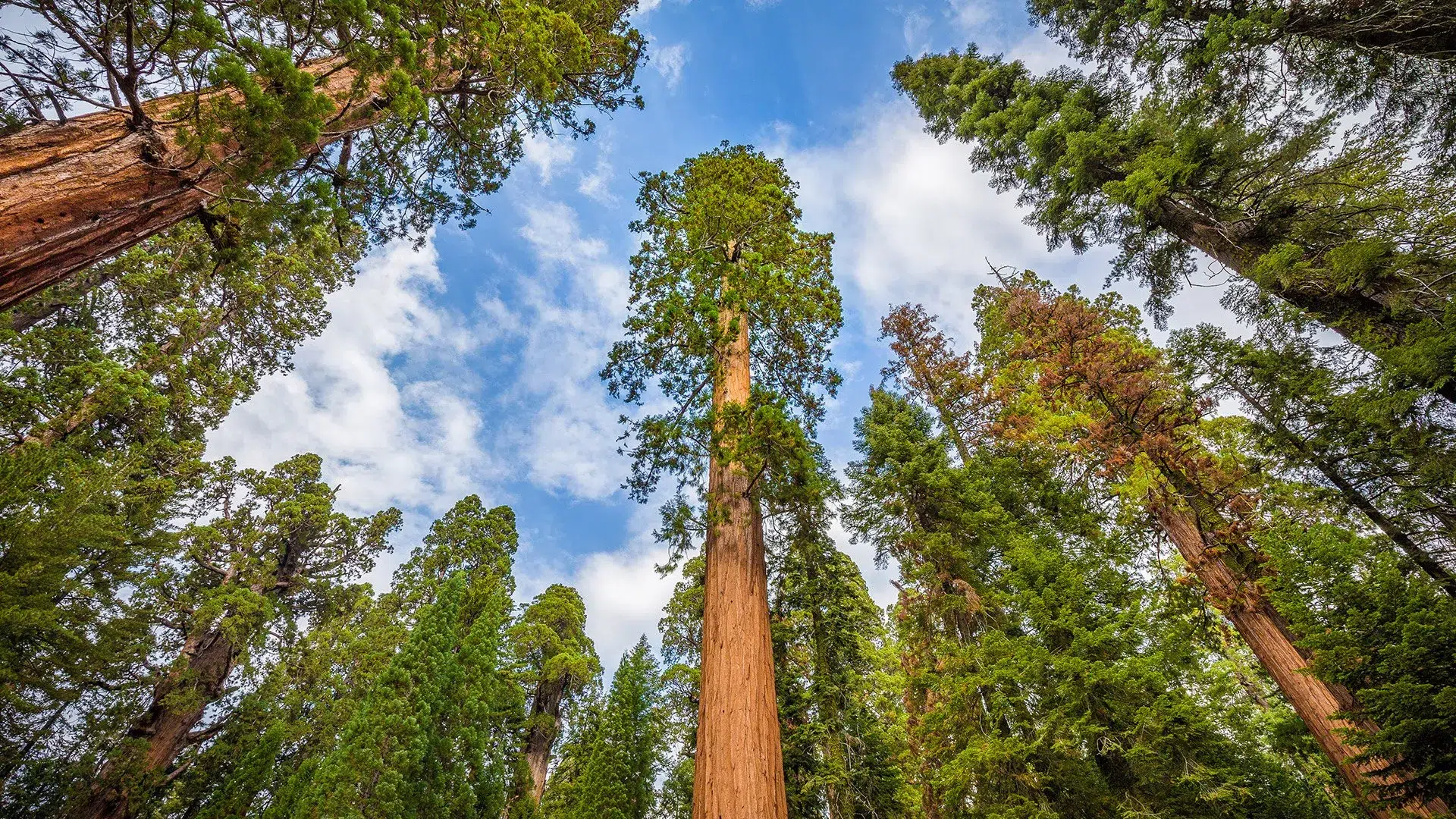 Redwood trees 82 feet height