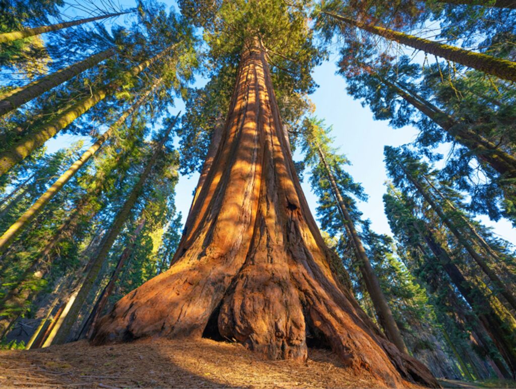 Sequoia Tree