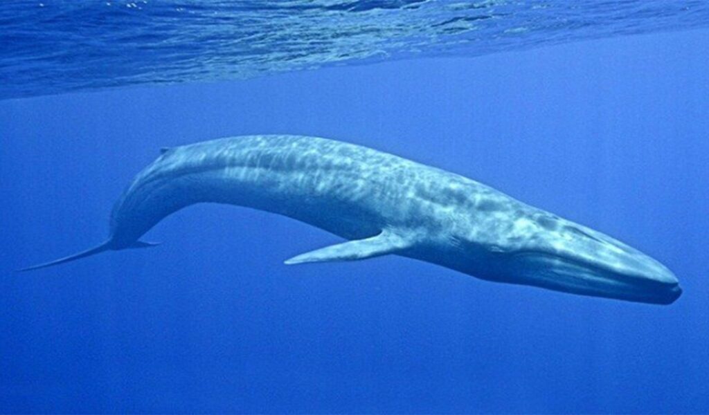 82-foot blue whale