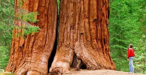 Footprint of a Giant Sequoia Tree 70 square meter