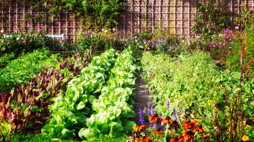 Vegetable Patch 100 sq ft