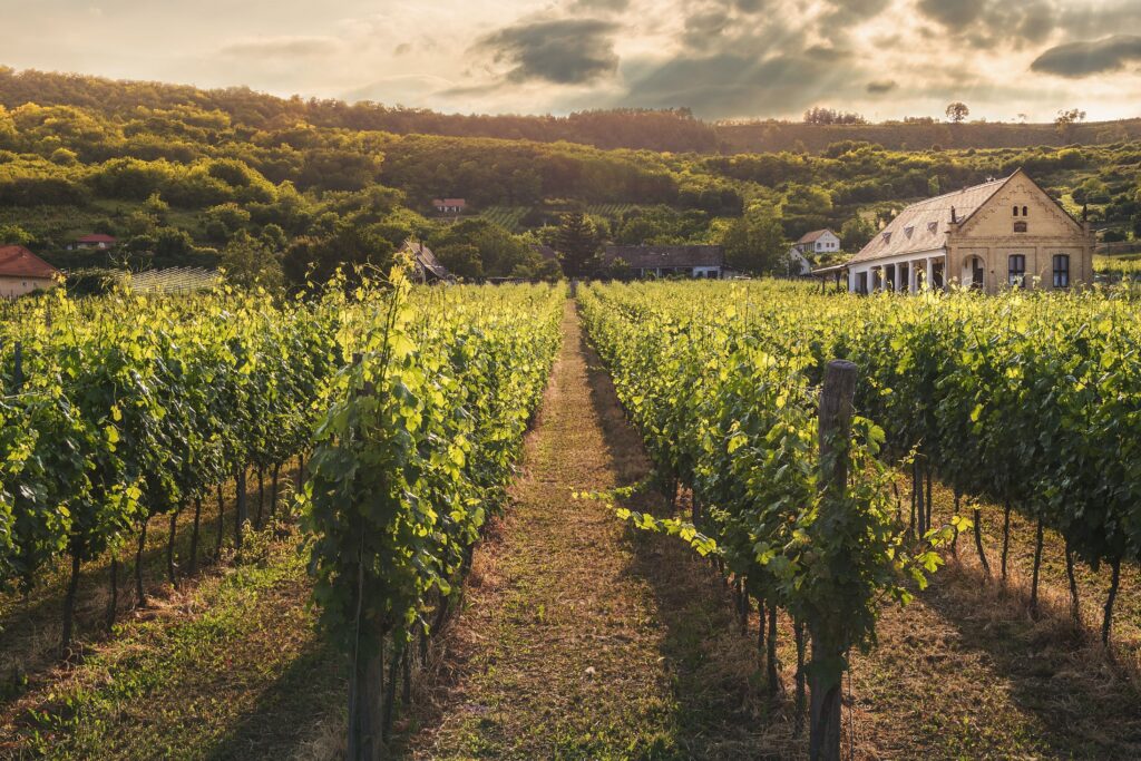 100 square meter vineyard plot