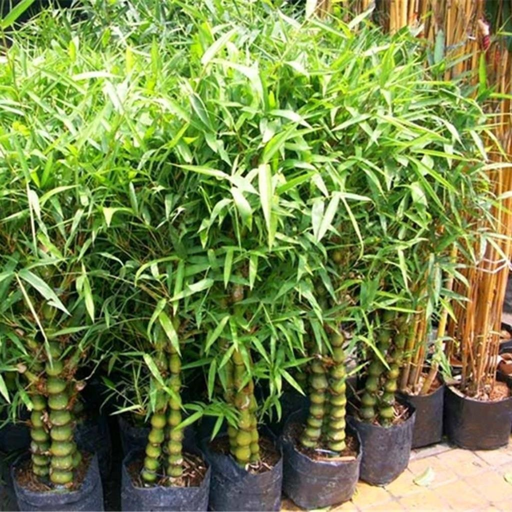 bamboo plants