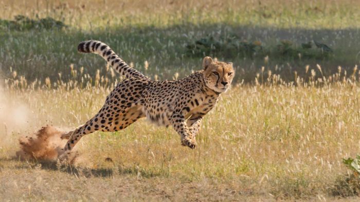 Image of a cheetah in mid-sprint, highlighting its incredible speed and a theoretical 10-mile distance if sustained.