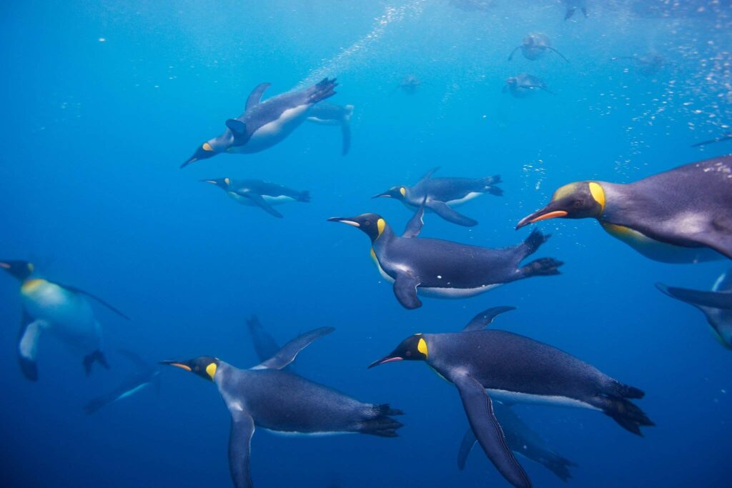 Emperor penguin swimming underwater, representing the 10-mile journey they take to hunt for food.